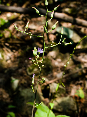 the flower head